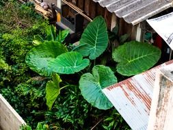 foliage plant with large leaves