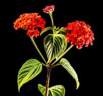wild small wiildblume