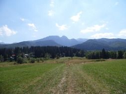 mountains tree landscape