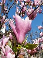 attractive pink magnolia