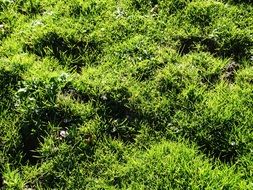 green grass on the alpine meadow