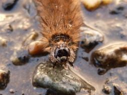 brown hairy caterpillar on wet pebbles