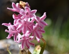 spring hyacinth