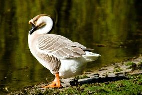 goose by the lake