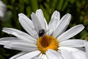 fly on a white daisy