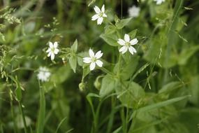 white wildflower