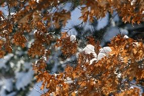 tree with yellow leaves in the snow in the forest