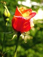 Macro photo of the red rose