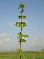 young cedar tree