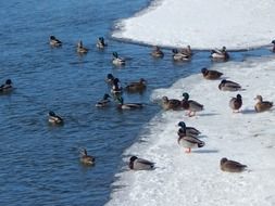 winter ducks in the wildlife