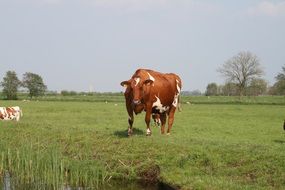 cows on a field