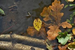 autumn foliage in water close-up