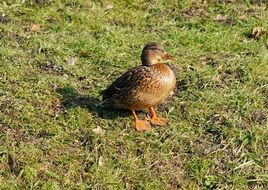 female duck plumage