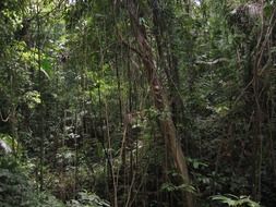 Lianas in the jungle