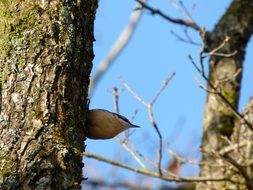 nuthatch is a small bird