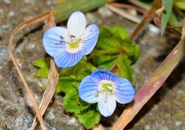 veronica blue flowers closeup