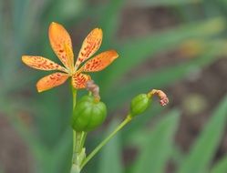 small orange flower with buds close up