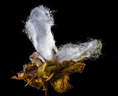 white cotton