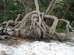 tree with open root system