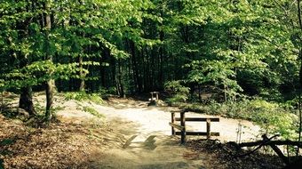 Path in a green forest