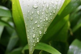 many drops of water on a green leaf