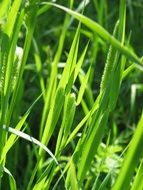 phleum pratense grass