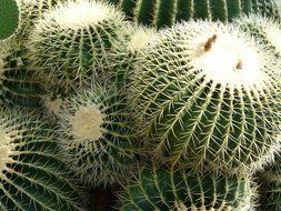 Close-up of the beautiful prickly Echinocactus