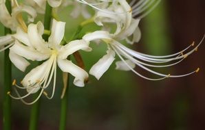 fragile white flower