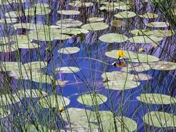 water lily and leaves flower