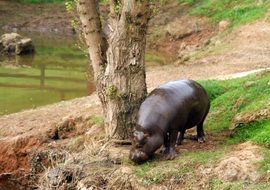 pygmy hippo near the tree