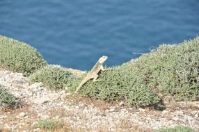 iguana in green grass on the shore