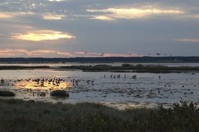 birds geese at sunset