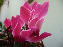 cyclamen pink flowers
