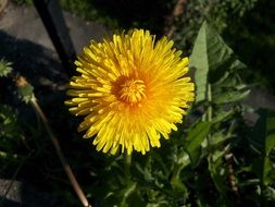 Beautiful yellow dandelion flower with green leaves in the stream of light