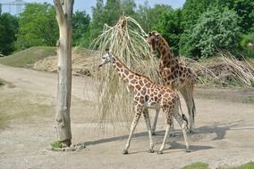 giraffes near dry wood on a sunny day