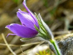 purple flower with green leaves in the garden