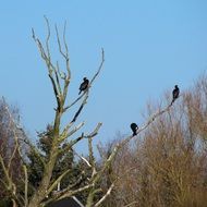 wild cormorants perched dry tree