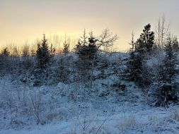 winter among the trees at dusk