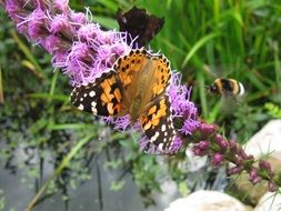 butterfly and bumblebee in the garden