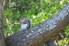 Picture of squirrel on a tree