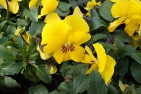 Yellow flowers blossom in the garden in spring