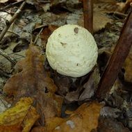 citron amanita mushroom in nature