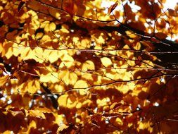 golden foliage on a bush under the sun