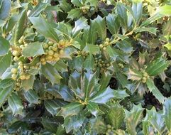 stunning berries holly plant