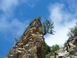 trees on high rocky mountain, alps