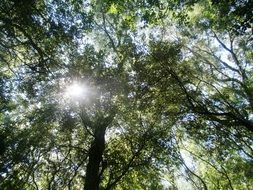 green forest sunny upward view landscape