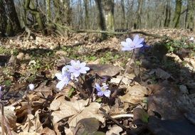 beautiful primroses in the forest