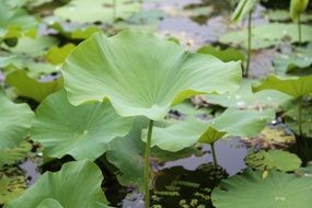 lotus leaf in a summer pond