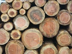 logs of trees stacked on top of each other