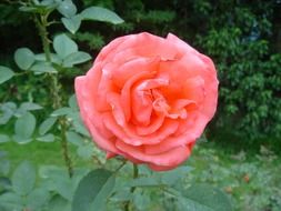 magnificent rosa flower
